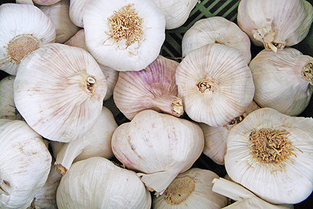 Knoblauch