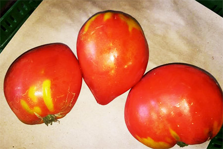 Ochsenherz - sehr aromatische Fleischtomate mit süßlich feiner Säure