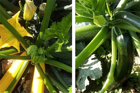 Zucchini - grün, gelb, gestreift