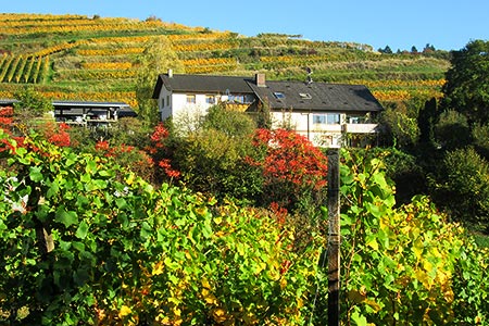 Unser Hof umgeben von Weinreben