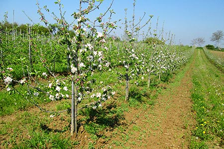 Unsere Obstbäume