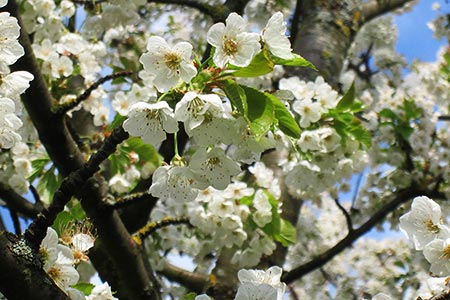 Unsere Obstbäume