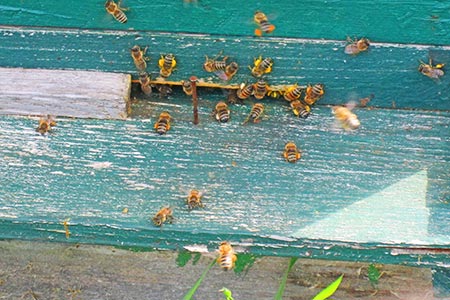 Fleißige Bienen