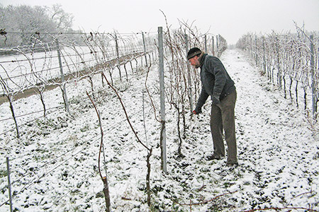 Zuschneiden der Reben im Winter