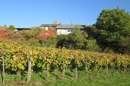 Weinreben am Steinhaldehof